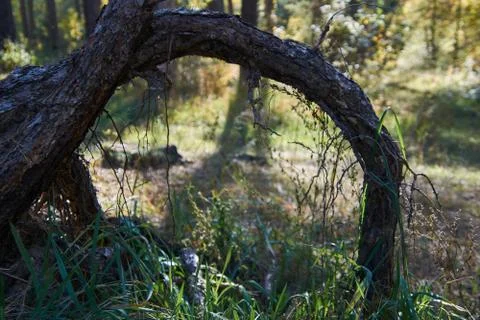 Arch from the root of the tree Stock Photos