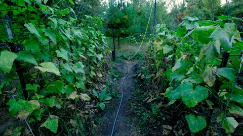 Arch shaped trellis made from cattle panels full of withering or dying gherkins Video stock 331835931
