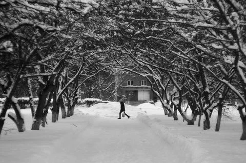 Arch of trees Stock Photos