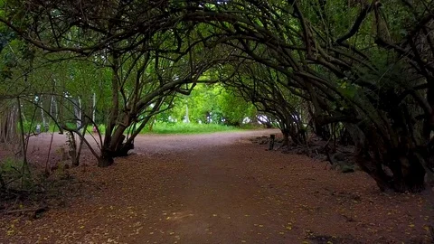Arch of Trees on Trail. Vidéo 81419264