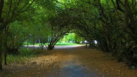 Arch of Trees on Trail in Hawaii. 스톡 동영상 81419236