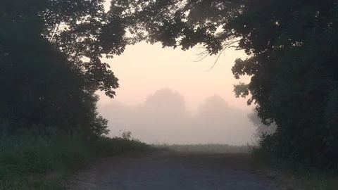 Arch window of the trees. fog at dawn 스톡 동영상 110733612