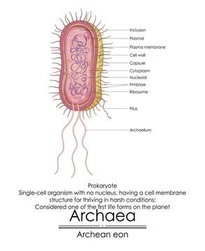 Archaea are considered one of the first life forms on the planet Ilustração Stock
