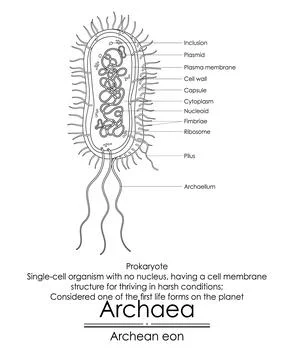 Archaea are considered one of the first life forms Stock Illustration