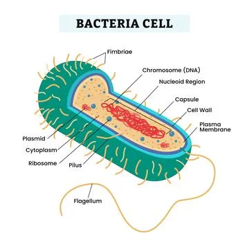 Archaea or archaebacteria structure anatomy microorganism microbiology orga.. Stock Illustration