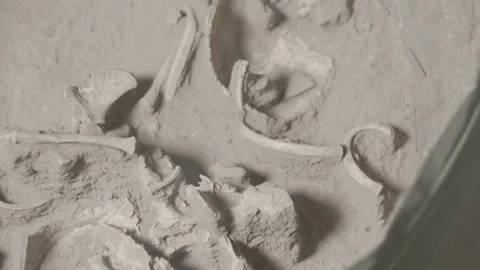 Archaeological bones Stock Footage 151361978