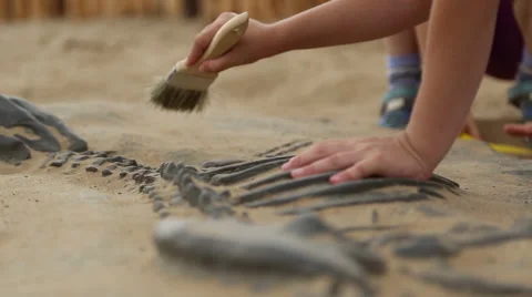 Archaeological excavation of dinosaur bones Stock Footage 65394108