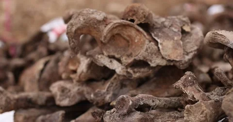 Archaeological excavations, Work of the search team at the site of a mass Stock Footage 158695711