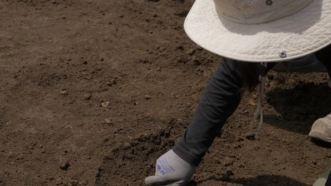 Archaeologist digging,moving earth finding archaeological finds Vídeo Stock 115545634