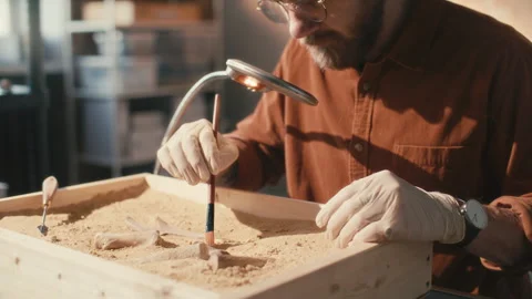 Archaeologist Excavating Bones from Sand-Filled Tray in Laboratory Stock Footage 296513435