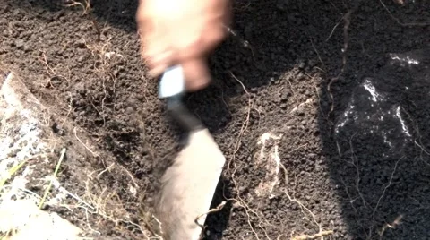 Archaeologist showing with hand and a trowel earth from an archaeological site Stock Footage 63391760