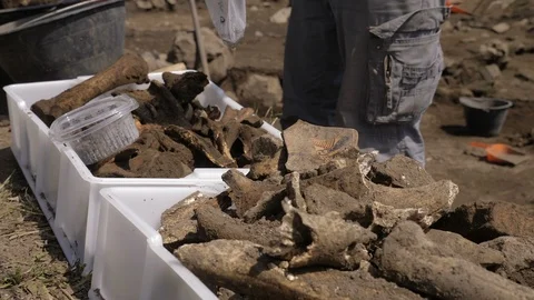 Archaeologist at Work, History,finds Vídeos de archivo 113445693