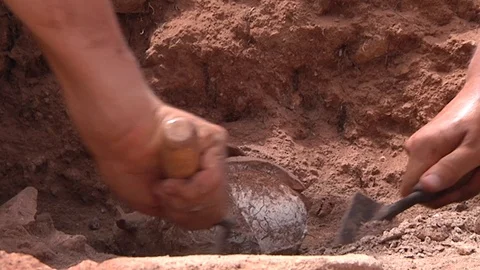 Archaeologists use trowels to dig around an artifact that they discovered Video stock 100633299