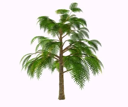 Archaeopteris Devonian Tree Illustration