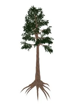 Archaeopteris prehistoric tree - 3D render Stock Illustration