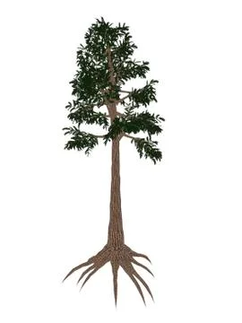 Archaeopteris prehistoric tree from the Late Devonian Period. Stock Illustration