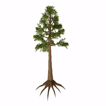 Archaeopteris sp Tree Stock Illustration