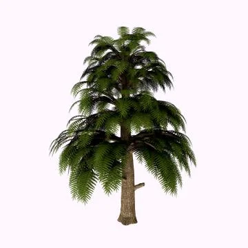 Archaeopteris Tree Illustration