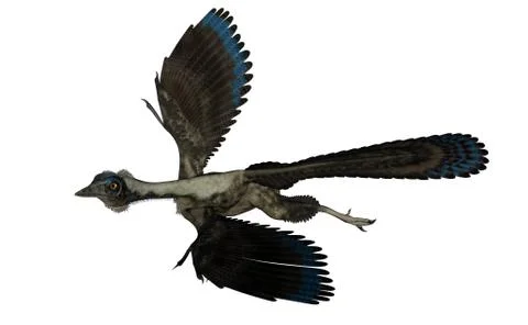 Archaeopteryx bird dinosaur flying - 3D render Stock Illustration