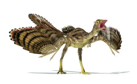 Archaeopteryx dinosaur on white background. Stock Illustration