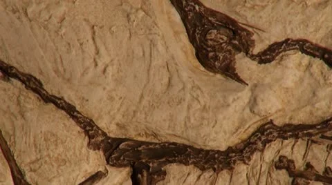 Archaeopteryx, fossil bird Stock Footage