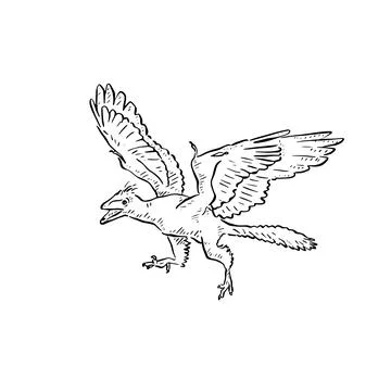 Archaeopteryx illustration Stock Illustration