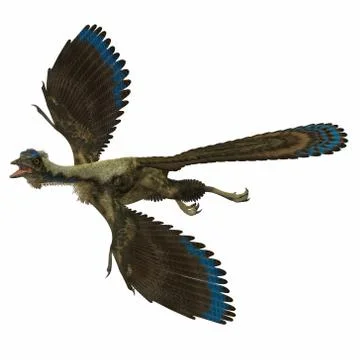 Archaeopteryx over white Stock Illustration