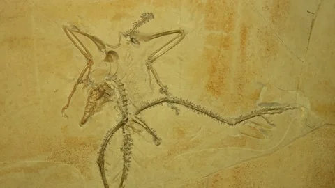 Archaeopteryx, the Thermpolis oSpecimen. Exclusive. Stock Footage 166364903