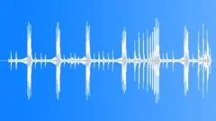 Archbolds Bowerbird Mcu MelodicSound Effect