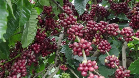 Arched Coffee Branch Heavy with Ripe Red Cherries 스톡 동영상 342913848