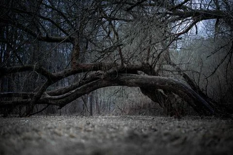 Arched Fallen Tree in a Dark and Mysterious Forest Stock-Fotos