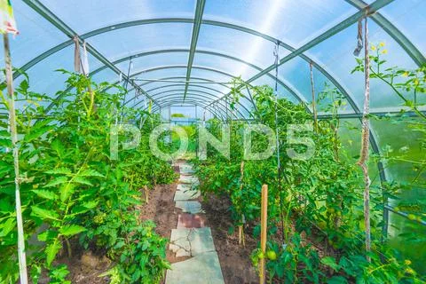 Arched greenhouse Stock Photos