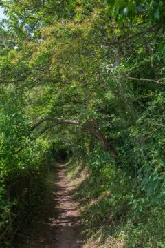 Arched path through the forest Stock Photos