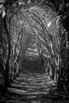 Arched trail. Stock Photos