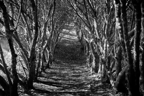 Arched trail. Stock Photos
