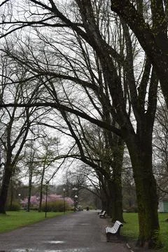 Arched Tree Canopy Over Park Alley in Springtime Stock Photos
