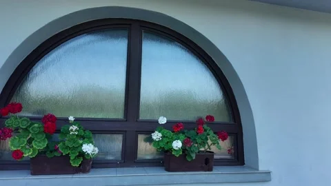 Arched window with blooming red and white geraniums on a windowsill Stock Footage 341443121