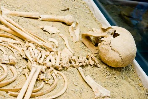 Archeology, human bones Stock Photos