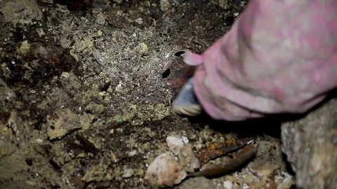 Archeology looking at a archaeological find Stock Footage 70114295