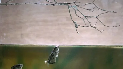 Archer fish dislodging a cricket Stock Footage 295177321