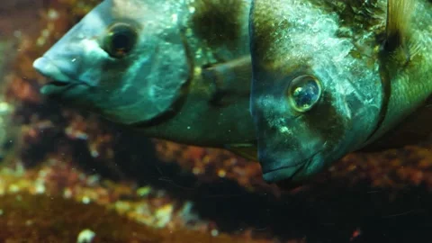 Archer fish Stock Footage 135038173