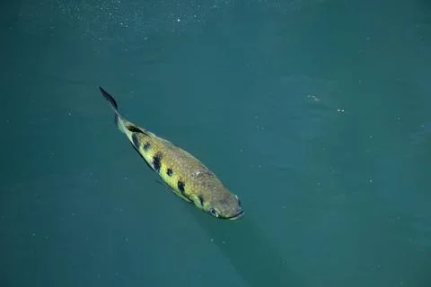 An archer fish looking for prey. Stock Photos