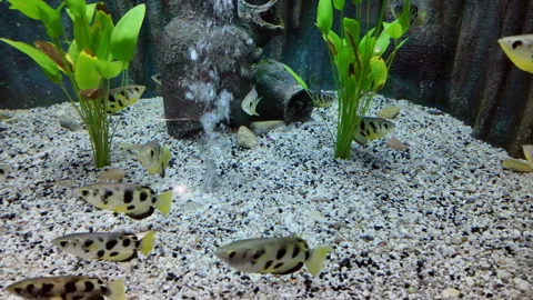 Archer fish or toxotes chatareus is swimming in aquarium. Stock Footage 275597516