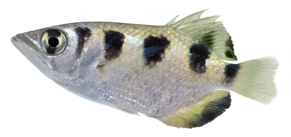 Archer fish Stock Photos