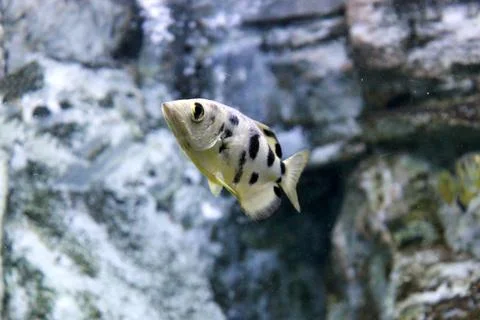 Archer fish Stock Photos