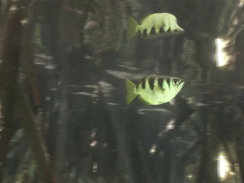 Archerfish Video stock 98475569