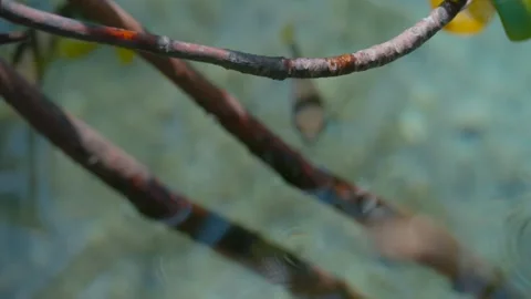 Archerfish hunting creatures out of the water Video stock 336653874