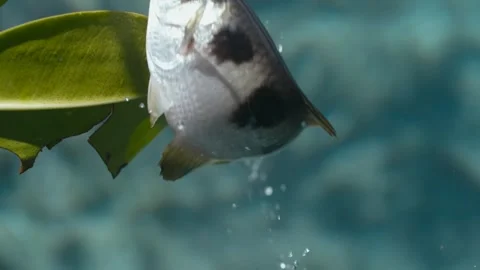 Archerfish hunting creatures out of the water Video stock 336653878