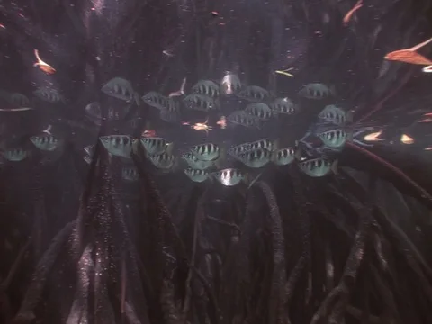 Archerfish in Mangroves Stock Footage 98470574