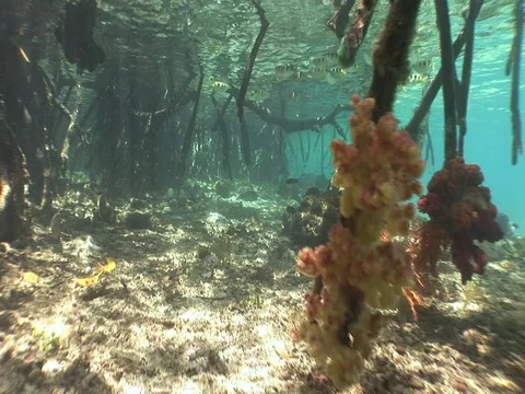 Archerfish in Mangroves Stock Footage 98473347